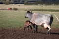 Multi coloured cows feeding on hay and messing up the muddy farm field Royalty Free Stock Photo